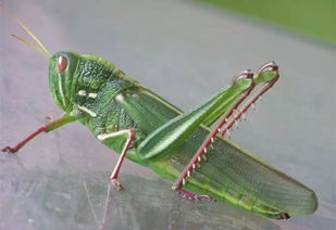 蚂蚁的蚂多音字组词