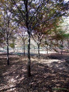 榉木是什么木，榉木和橡木哪个材质好