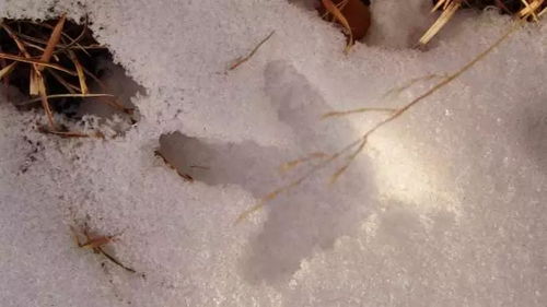 鸿爪雪泥的意思