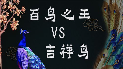 凤凰和孔雀的区别尾巴，凤凰和朱雀的区别