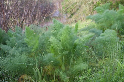 侧坐莓苔草映草的前一句诗