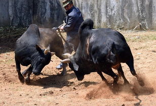 南派倒斗是什么意思，南派倒斗牛总照片