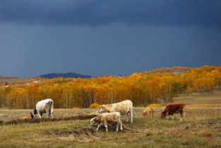 蓑衣的拼音和意思，披着蓑衣的拼音