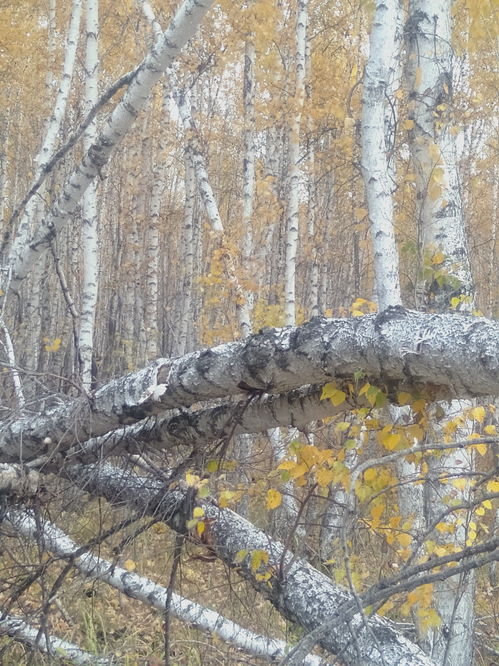 白桦拼音怎么拼写读音，白桦拼音是什么意思