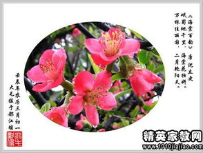 经典形容花的句子24条