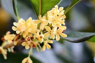 赞美桂花的诗句形容桂花的成语，有关赞美桂花的诗句