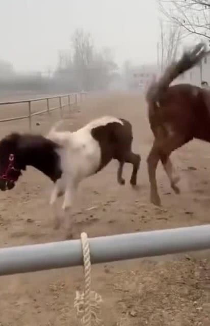 尥蹶子怎么读拼音，尥蹶子东北话什么意思