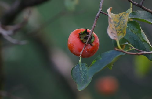 梦见张巧玲的预兆