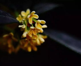 赞美桂花的优美诗句