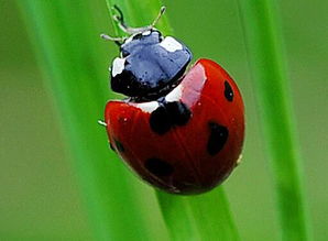 甲壳的拼音怎么读，甲壳的拼音和意思