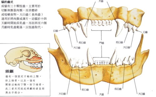 臼齿的位置图片，臼齿后面的肉肿痛