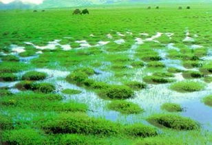 沼泽地的定义，沼泽地啥意思