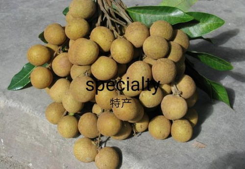 上海特产英文，苏州特产英文