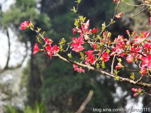 花落知多少啥意思，花落知多少的全诗