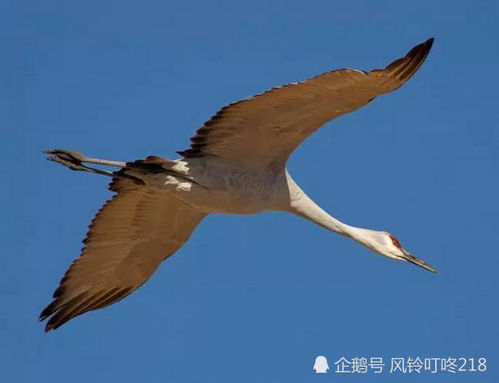 天南地北双飞客,老翅几回寒暑，老翅几回寒暑全诗注解