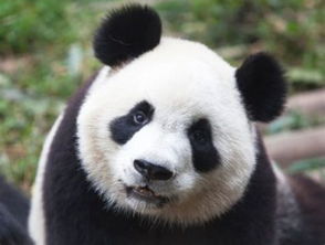 我想要一只玩具熊猫用英语怎么写，多么胖的一只熊猫用英语怎么写