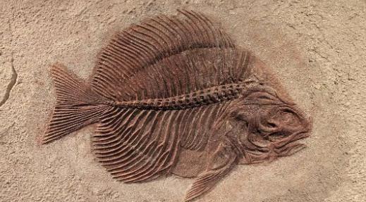 鱼化石诗歌鉴赏，鱼化石主旨