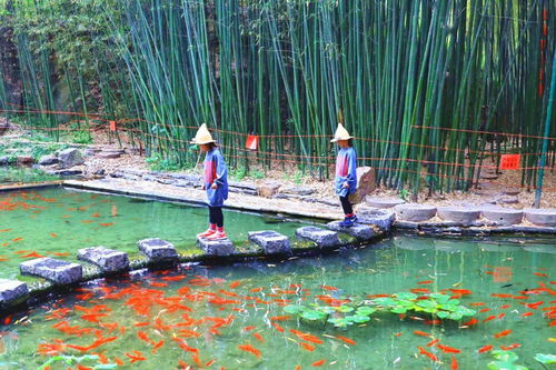 楼台倒影入池塘的上一句