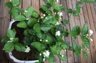 茉莉是什么意思,茉莉的拼音怎么写,茉莉怎么读