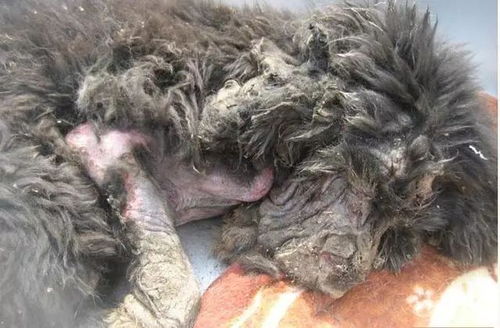 奄奄一息的近义词是啥，奄奄一息近义词的成语