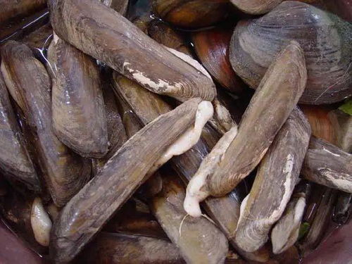 橄榄蛏蚌多少钱一斤，橄榄蛏蚌的做法