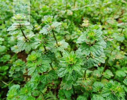 宝盖草开的是什么花名