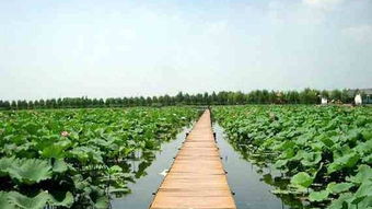 白洋淀千里堤好玩吗