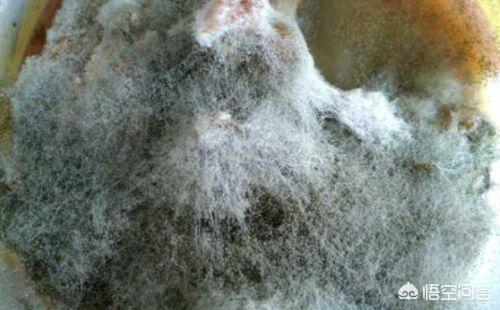 菌的拼音 菌的拼音怎么写