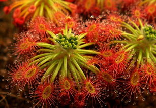 茅膏菜吃虫子视频，茅膏菜的养殖方法和注意事项