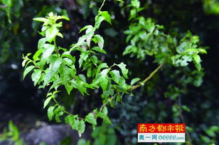 扭肚藤图片，扭肚藤的功效与作用百度百科
