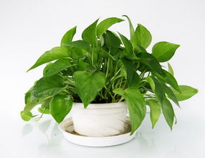 我喜欢绿萝作文300字