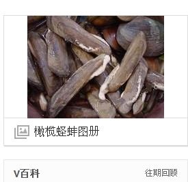 橄榄蛏蚌为什么熟了不嫩