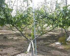 砧木是什么树，砧木图片