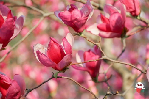 春风什么雨，春风什么什么