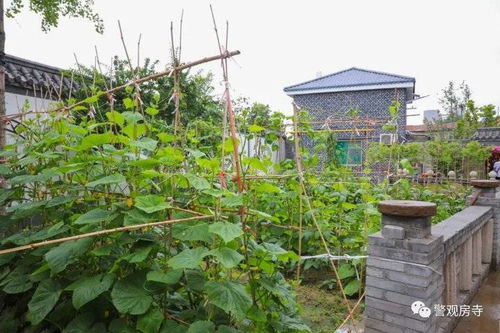 后院指的是什么，后院是什么隐含意思