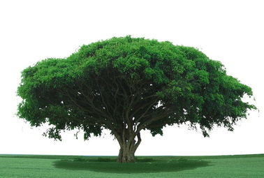 形容大树高大的成语，形容大树强壮的成语