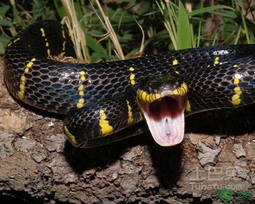 梦到被蛇咬是什么意思