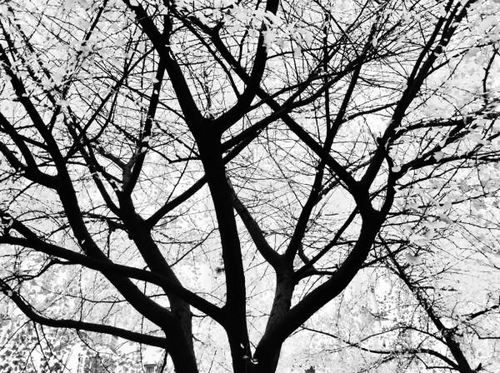 树影婆娑意思是什么?