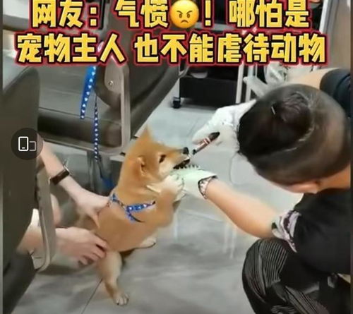 吃狗牙儿会胖吗