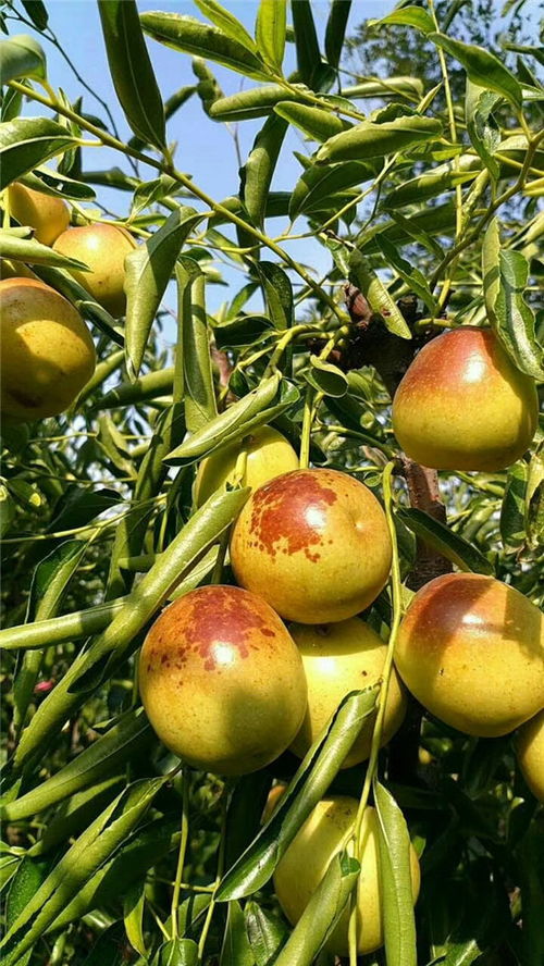 梨枣是梨和枣嫁接的吗