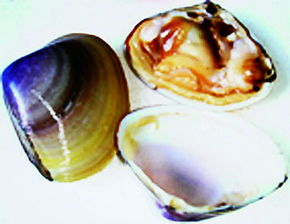 西施舌为什么叫西施舌，西施舌的典故