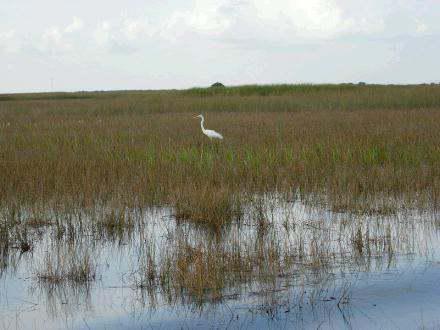 沼泽什么意思解释