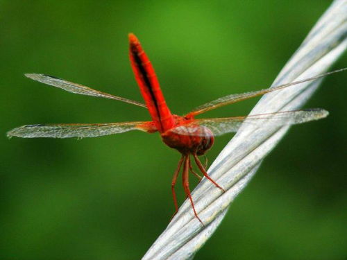 蜓还能组什么词语