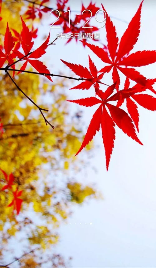 “夏花绚烂,秋叶静美”是什么意思?