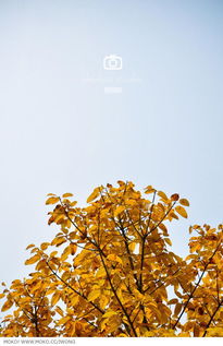 夏花秋叶春什么冬什么，夏花秋叶静美是什么意思