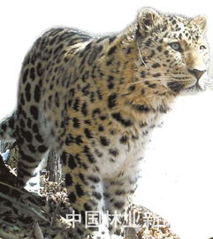 男子驾车下班途中偶遇东北豹林间漫步:见到很意外!这东北豹会伤人吗?