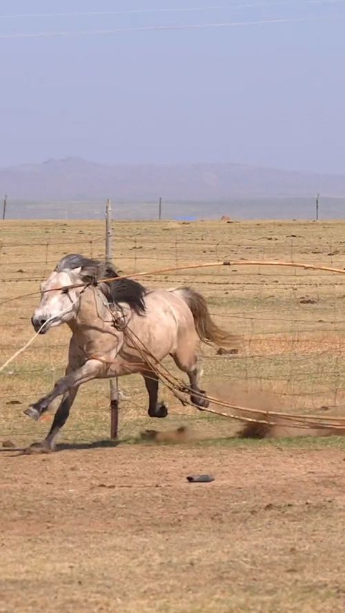 马字旁加个又是什么字?