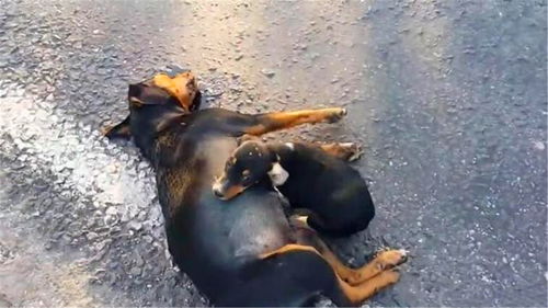 奄奄一息的近义词是什么?