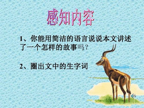 斑羚飞渡读后感500字，斑羚飞渡读后感100字