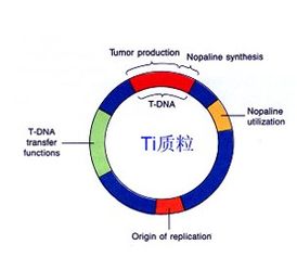 基因工程技术育种名词解释，基因工程技术育种